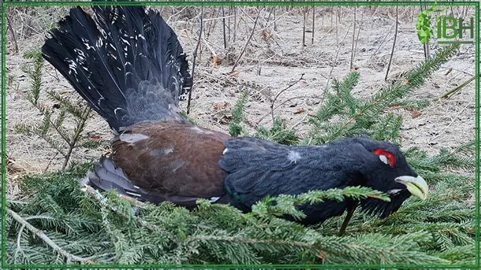 Picture of the hunting capercaillie in Belarus