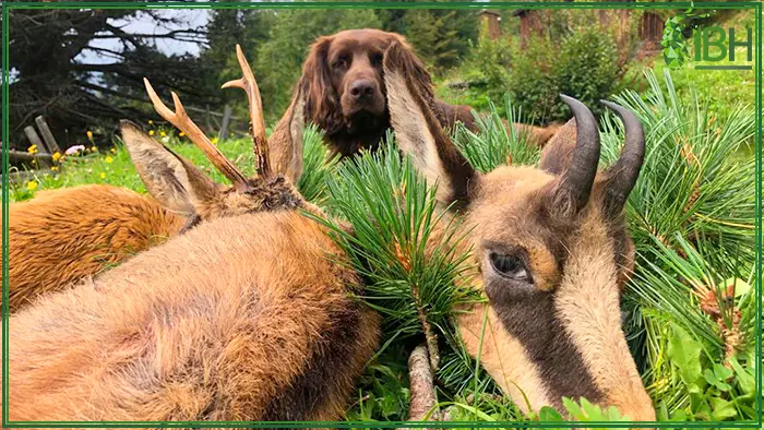 Picture of a Chamois, Roe deer and a hunting dog in Austria