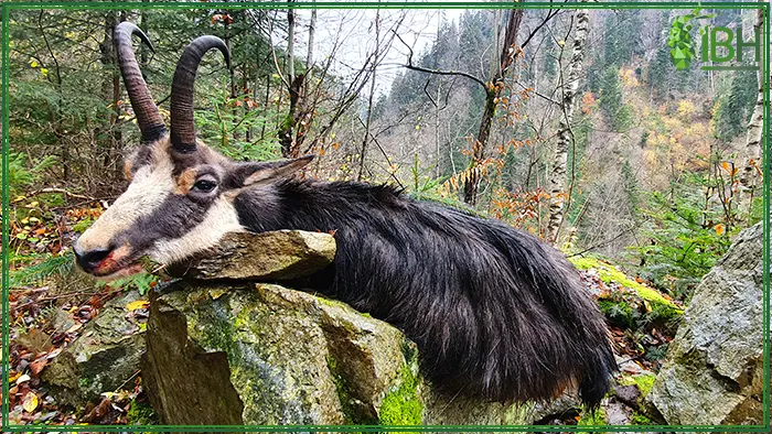 Chamois hunting in Romania with IberHunting