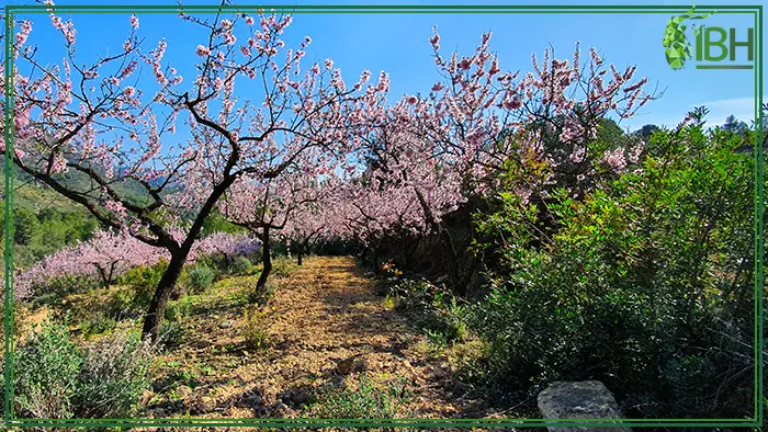 Enjoy the Cherry blossom in the hunting area for Beceite ibex in Spain