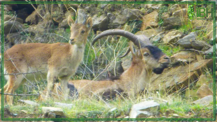 Picture of a couple of Southeastern ibex in Spain