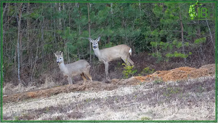 Picture of deers found in Belarus