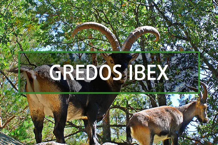 Gredos ibex in Spain hunting gallery