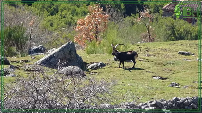 Gredos ibex on the mountain in Spain