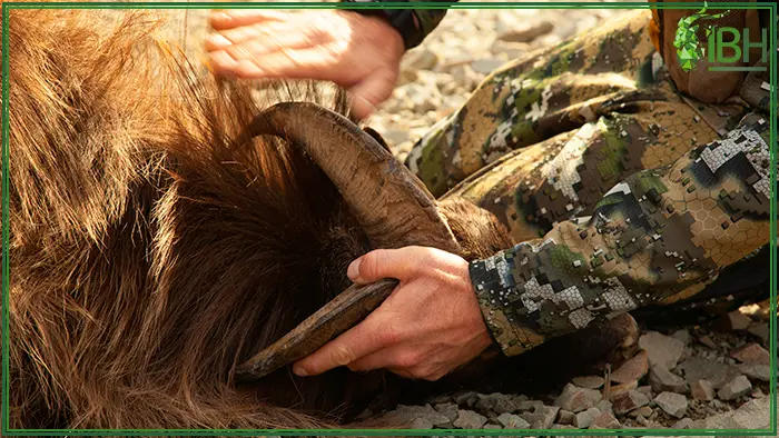 Hunter admiring Tahr horns after hunting in New Zealand