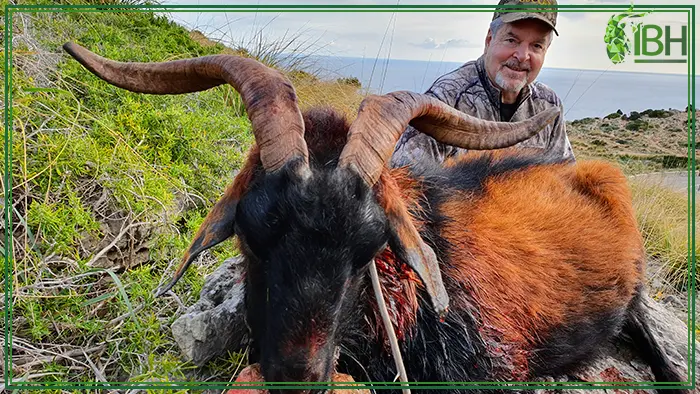 Hunter with his Boc balear hunting trophy in Spain