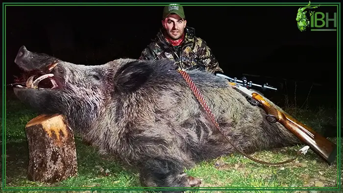 Hunting trophy of wild boar at night