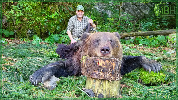 Hunting bear in Croatia is very exciting