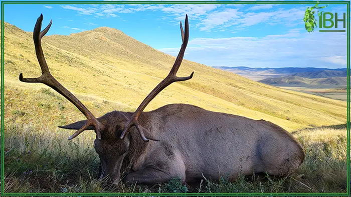 Picture of a maral hunting in Mongolia