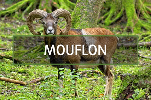 Mouflon hunt in Spain gallery
