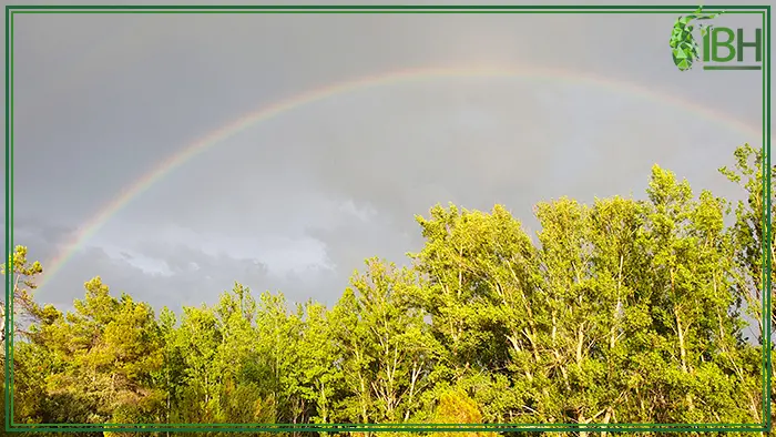 Picture of a rainbow in the roe deer hunting area