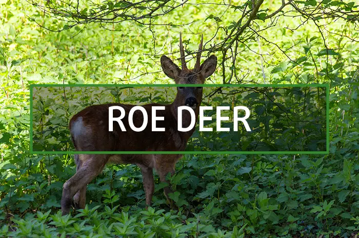 Spanish Roe Deer hunting gallery
