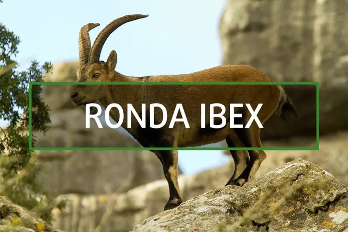 Spanish Ronda ibex hunting gallery