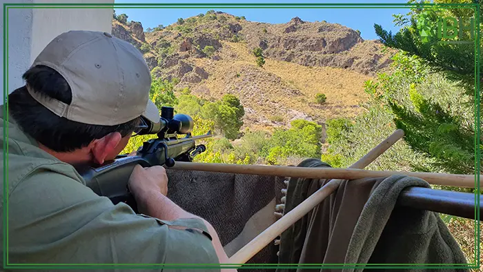 Hunter shooting for an Aoudad Sheep in Spain
