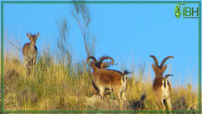 Group of Southeastern ibex in Spain