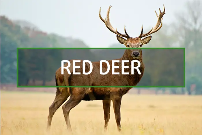 Spanish Red Stag Deer hunting gallery