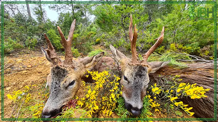 Trophy hunts of Spanish Roe deer
