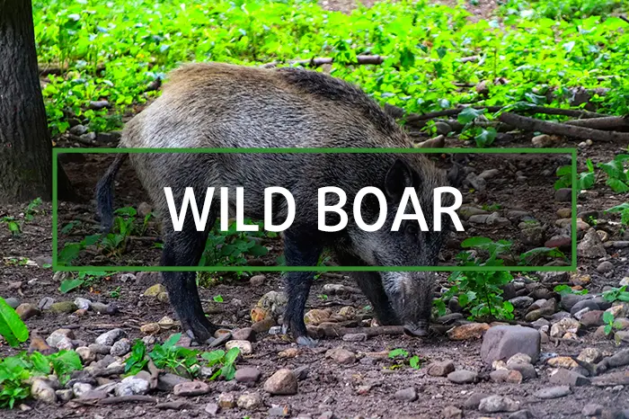 Wild boar in Spain hunting gallery