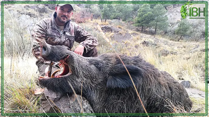 Hunter with Spanish wild boar in Spain