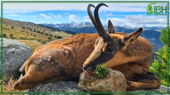 Cantabrian chamois hunting trophy in Spain