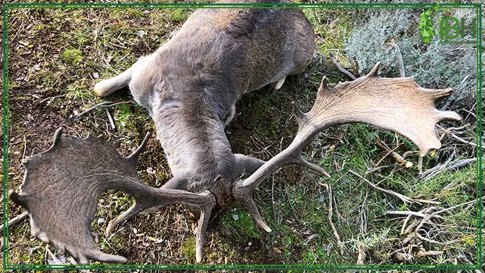 Picture of a Spanish fallow deer trophy hunt