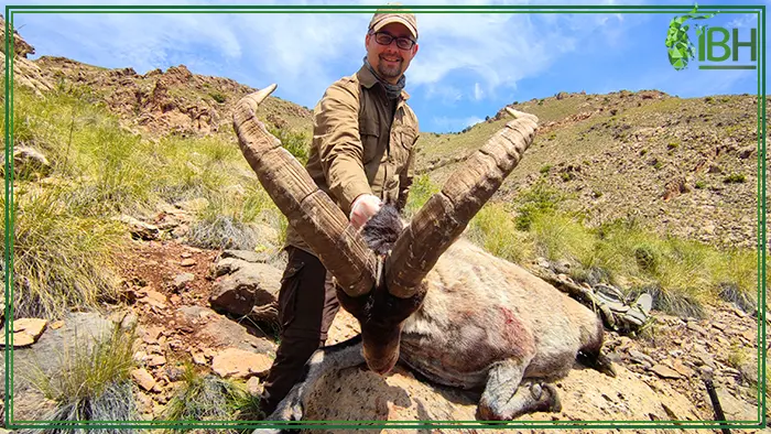 Hunter with southeastern ibex trophy hunting spain