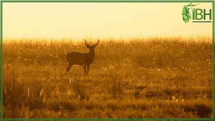 Black Lechwe with the sunset in Zambia