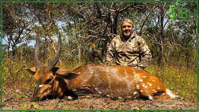 Chobe bushbuck hunting trophy with hunter