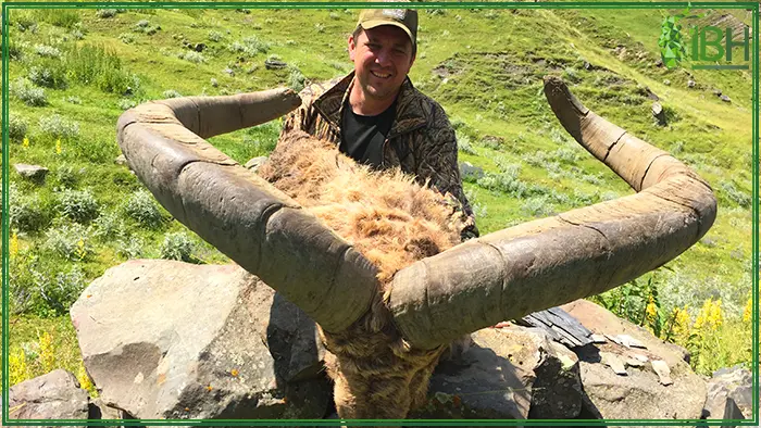 Hunter with Dagestan tur hunted in Azerbaijan