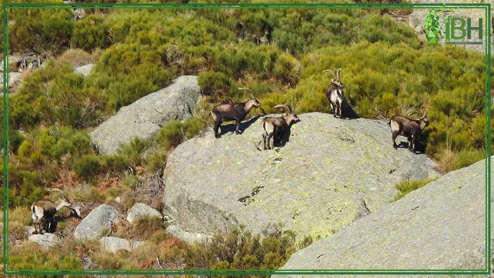 In the hunting area of Gredos, you will see many Gredos ibex to hunt.