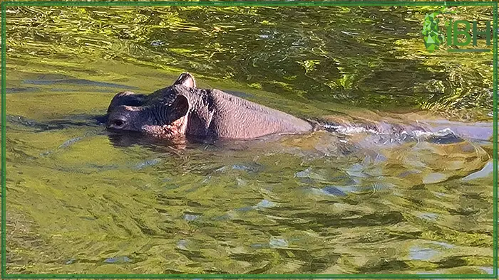 Hunt hippo in Zambia