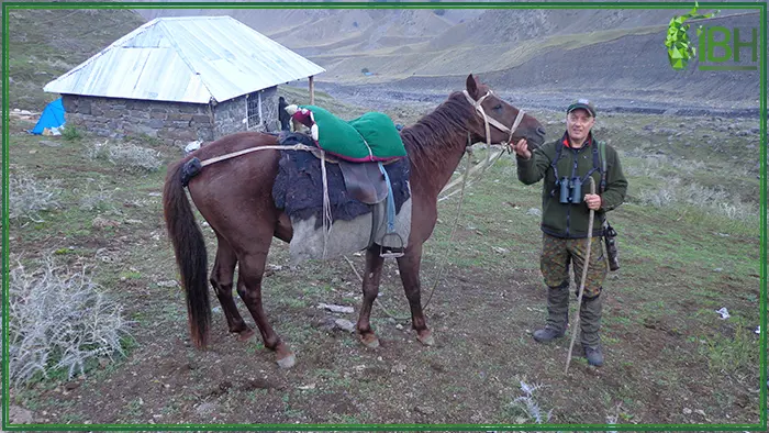 Horses helps hunters to move around the large hunting area for Dagestan tur in Azerbaijan