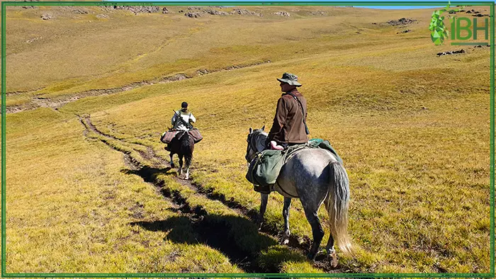 Riding horse for Mid Asian ibex hunt