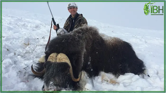 Happy hunter with his muskox hunting in Greenland