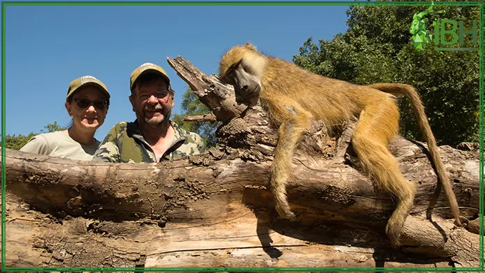 Hunter and his wife with a baboon trophy hunt in zambia