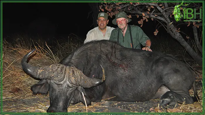 Buffalo and hunters in Zambia