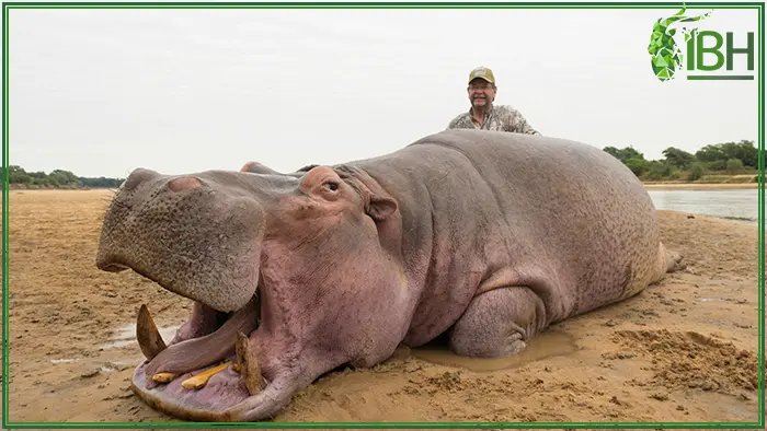 Image of a hunter with his hippo trophy hunt in zambia 
