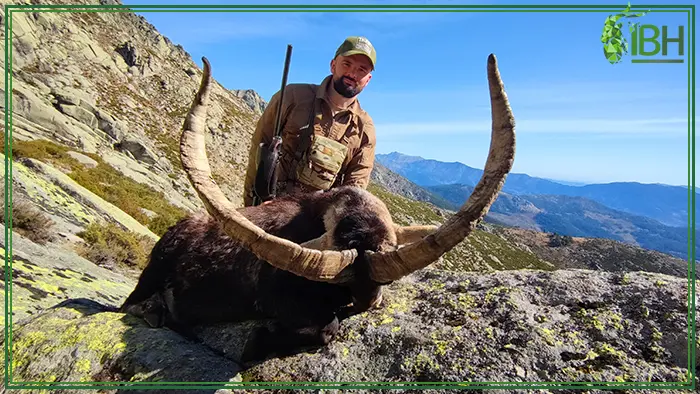 Our latest hunter hunting in Spain Gredos ibex
