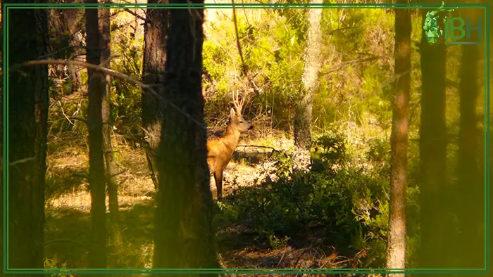 Spanish roe deer in the forest