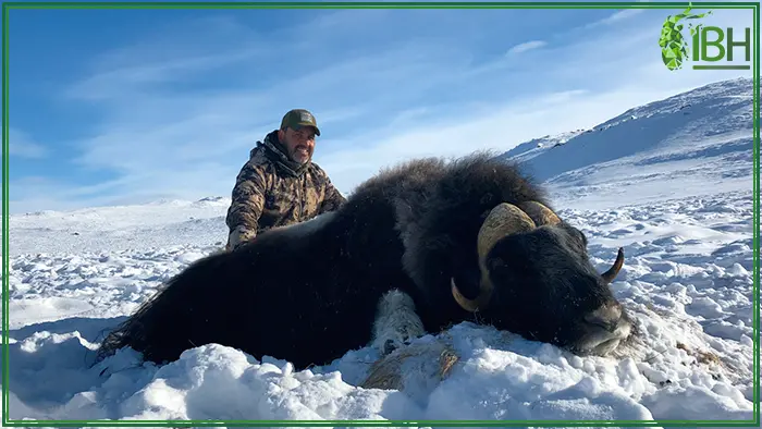 Hunter with his muskox trophy in Greenland