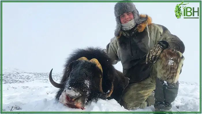 Filip with his muskox hunting trophy