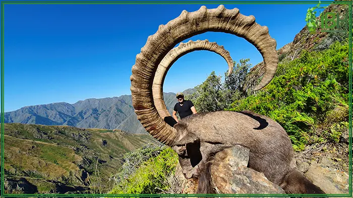 Mid Asian ibex hunted in Kazakhstan