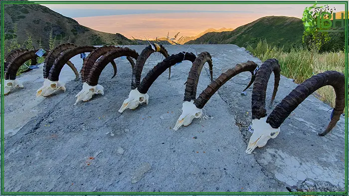 Some skulls of Mid Asian ibex in Kazakhstan
