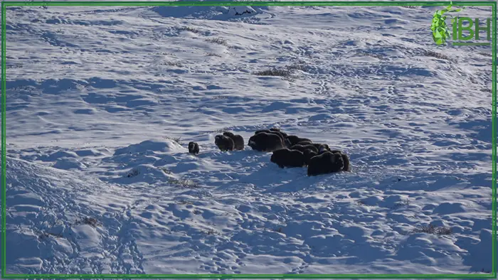 Group of muskox in Greenland