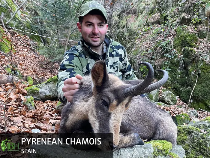 Pyrenean chamois trophy hunt for the Capra World Slam