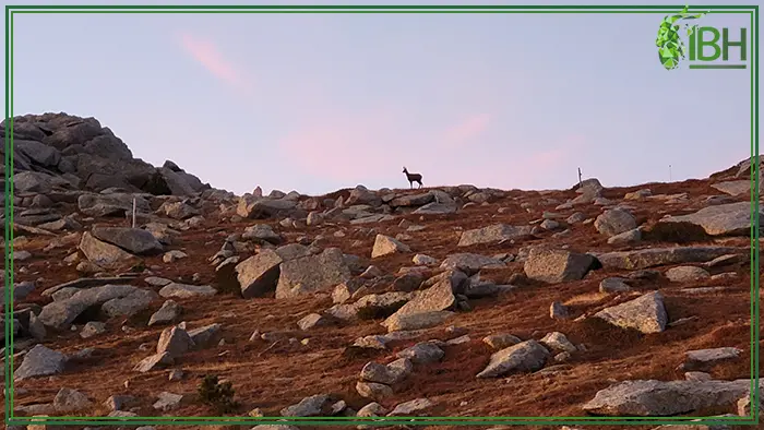 Picture of a Pyrenean chamois on a mountain of Spain