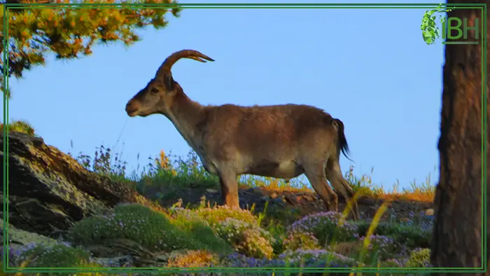 Picture of a southeastern ibex in Spain