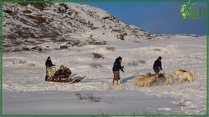 Hunters sleigh riding in Greenland