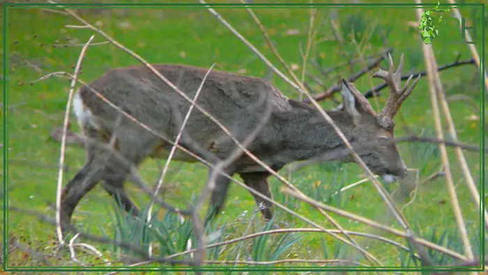 Picture of a roe deer in Spain