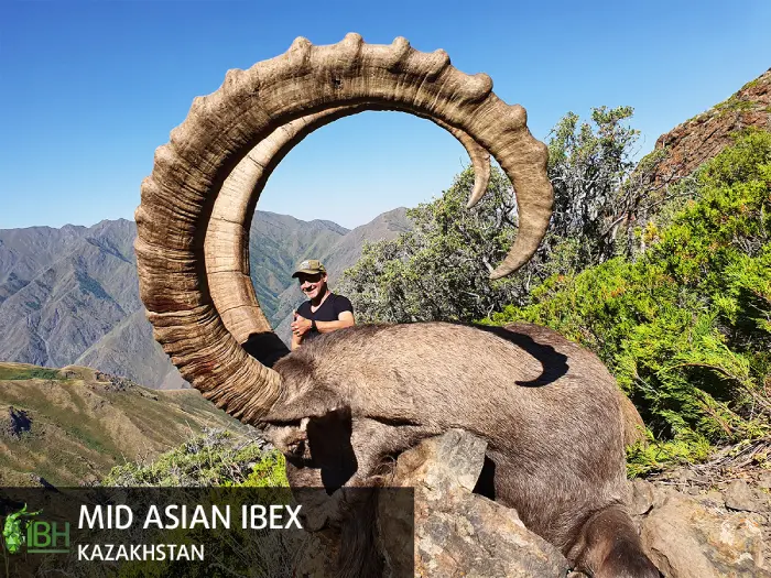 Hunt mid asian ibex in Kazakhstan